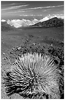 Silversword, an endemic plant, in Haleakala crater near Red Hill. Haleakala National Park, Hawaii, USA. (black and white)