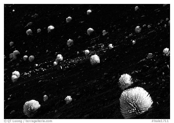 Silverswords over dark cinder slopes,  Haleakala craterl. Haleakala National Park, Hawaii, USA.