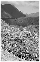 Kipahulu mountains. Haleakala National Park, Hawaii, USA. (black and white)