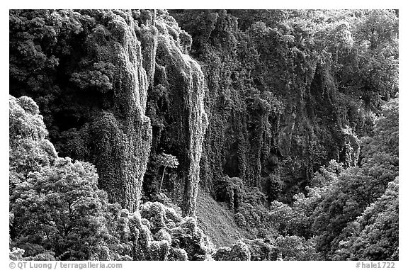 Steep Ohe o gorge walls covered with tropical vegetation, Pipiwai trail. Haleakala National Park (black and white)