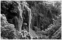 Steep Ohe o gorge walls covered with tropical vegetation, Pipiwai trail. Haleakala National Park, Hawaii, USA. (black and white)