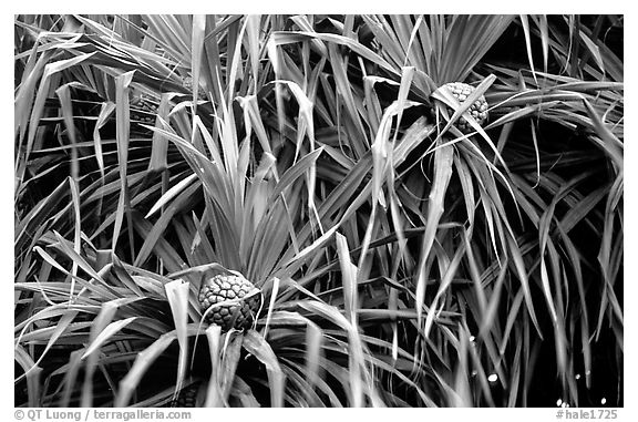 Pineapple-like flowers of Pandanus trees. Haleakala National Park, Hawaii, USA.