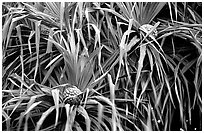 Pineapple-like flowers of Pandanus trees. Haleakala National Park, Hawaii, USA. (black and white)