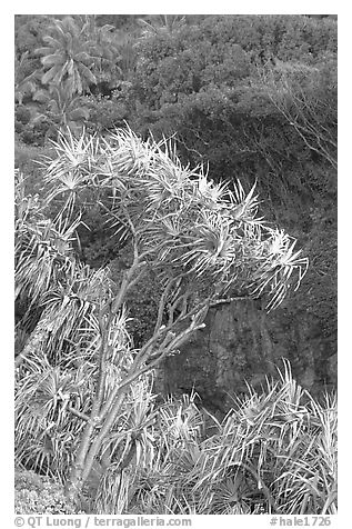 Pandanus trees  (Hawaiian Hala). Haleakala National Park, Hawaii, USA.