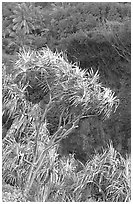 Pandanus trees  (Hawaiian Hala). Haleakala National Park ( black and white)