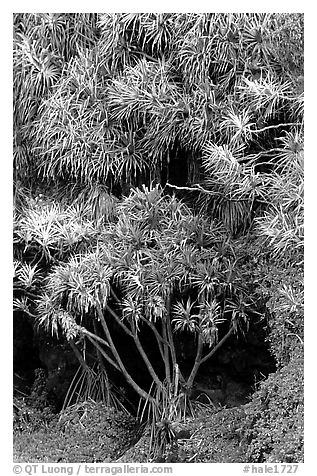 Pandanus trees. Haleakala National Park (black and white)