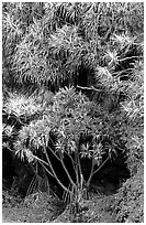 Pandanus trees. Haleakala National Park ( black and white)