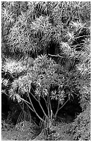 Pandanus trees. Haleakala National Park, Hawaii, USA. (black and white)