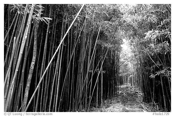 Bamboo forest along Pipiwai trail. Haleakala National Park (black and white)