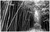 Bamboo forest along Pipiwai trail. Haleakala National Park ( black and white)