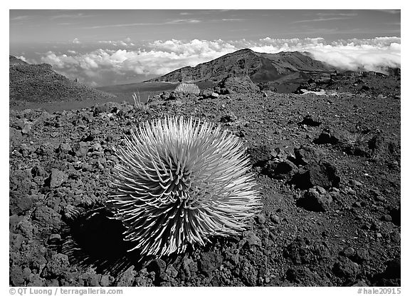 Silversword plant and Clouds, Haleakala crater. Haleakala National Park, Hawaii, USA.