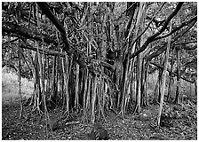 Pictures of Banyan Trees