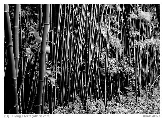 Bamboo forest along Pipiwai trail. Haleakala National Park (black and white)