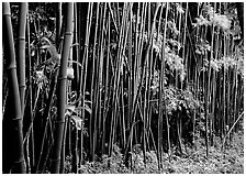 Bamboo forest along Pipiwai trail. Haleakala National Park, Hawaii, USA. (black and white)