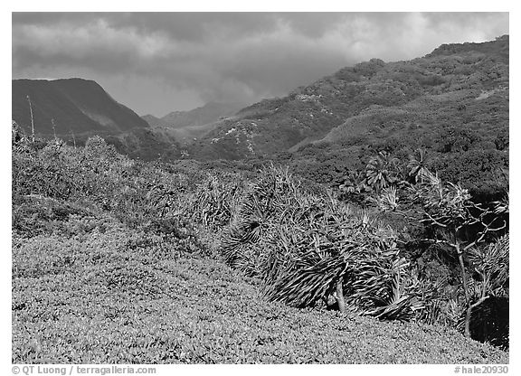 Pandemus trees and Kipahulu mountains. Haleakala National Park (black and white)