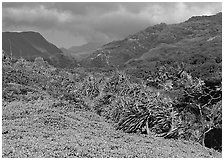 Pandemus trees and Kipahulu mountains. Haleakala National Park, Hawaii, USA. (black and white)