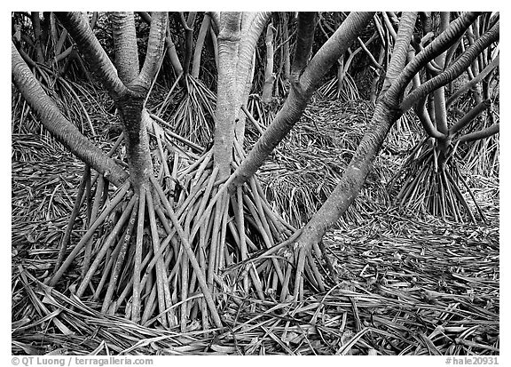 Trunks of Pandamus trees. Haleakala National Park (black and white)
