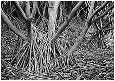 Trunks of Pandanus trees. Haleakala National Park, Hawaii, USA. (black and white)