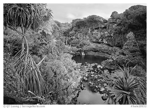 Pandemus trees and some of the seven sacred pools. Haleakala National Park (black and white)
