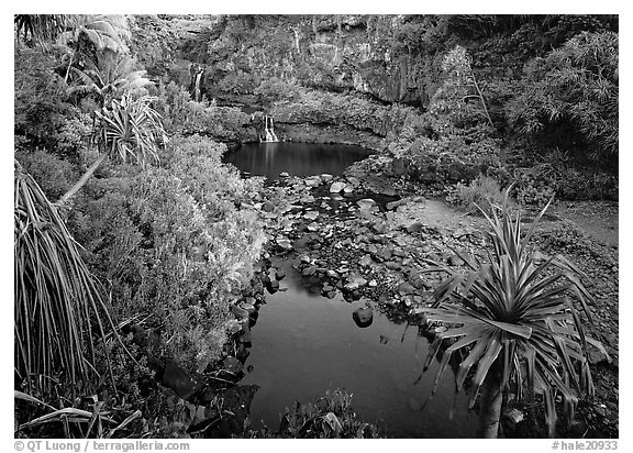 Oho o Stream, sunrise. Haleakala National Park, Hawaii, USA.