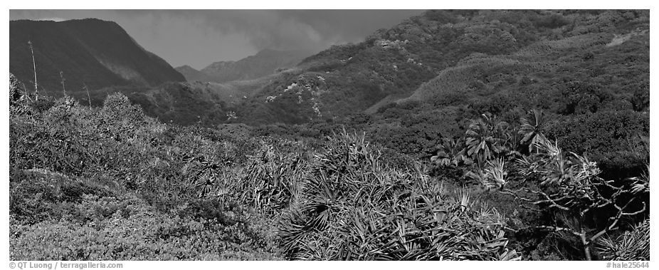 Tropical landscape with luxuriant vegetation on slopes. Haleakala National Park (black and white)