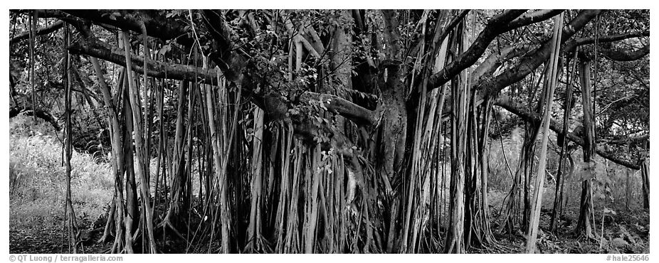 Giant Banyan tree. Haleakala National Park (black and white)
