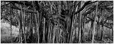 Giant Banyan tree. Haleakala National Park (Panoramic black and white)