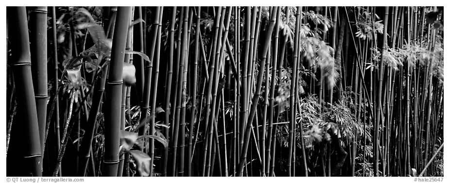 Bamboo grove. Haleakala National Park (black and white)