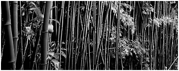 Bamboo grove. Haleakala National Park (Panoramic black and white)