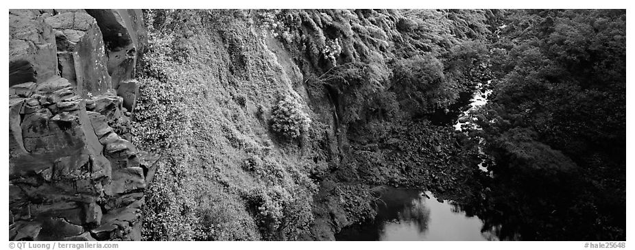 Cliffs with tropical vegetation. Haleakala National Park (black and white)