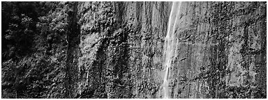 Verdant cliff with tropical waterfall. Haleakala National Park (Panoramic black and white)