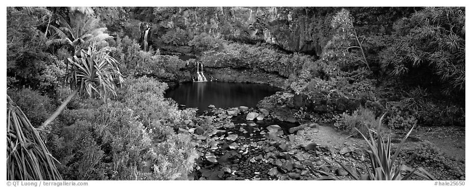 Tropical pools, waterfalls, and vegetation. Haleakala National Park (black and white)