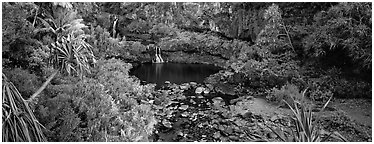Tropical pools, waterfalls, and vegetation. Haleakala National Park (Panoramic black and white)
