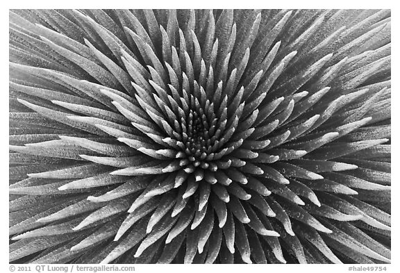 Haleakala Silversword plant detail. Haleakala National Park, Hawaii, USA.