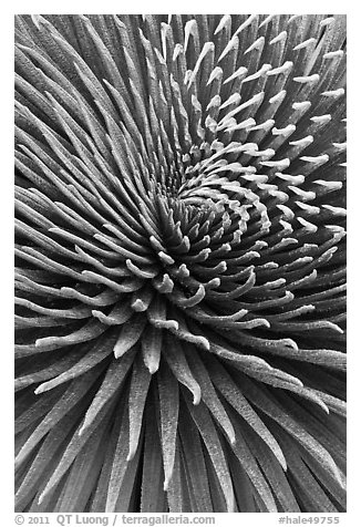 Close-up of leaves, Argyroxiphium sandwicense subsp. macrocephalum. Haleakala National Park (black and white)