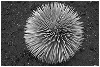 Halekala Silversword (Ahinahina) rosette. Haleakala National Park ( black and white)