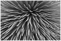 Argyroxiphium sandwicense (Silversword) detail. Haleakala National Park, Hawaii, USA. (black and white)