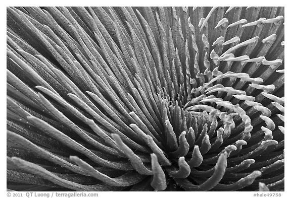 Silvery leaves of Ahinahina (Silversword) plant. Haleakala National Park, Hawaii, USA.