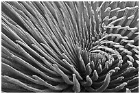 Silvery leaves of Ahinahina (Silversword) plant. Haleakala National Park, Hawaii, USA. (black and white)