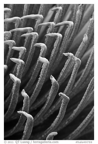 Tip of Haleakala Silversword leaves, covered with silver hairs. Haleakala National Park, Hawaii, USA.