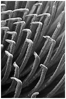 Tip of Haleakala Silversword leaves, covered with silver hairs. Haleakala National Park, Hawaii, USA. (black and white)