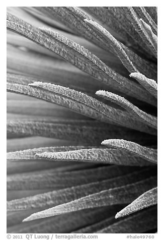 Sword-like succulent leaves of Silversword detail. Haleakala National Park, Hawaii, USA.