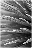 Sword-like succulent leaves of Silversword detail. Haleakala National Park ( black and white)