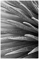 Sword-like succulent leaves of Silversword detail. Haleakala National Park, Hawaii, USA. (black and white)