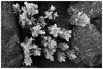 Naenae (Dubautia menziesii). Haleakala National Park ( black and white)