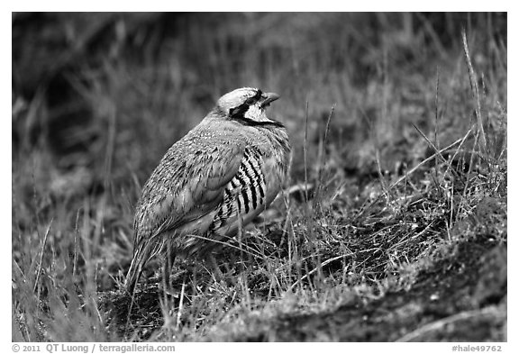 Chukar. Haleakala National Park (black and white)