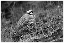 Chukar. Haleakala National Park ( black and white)