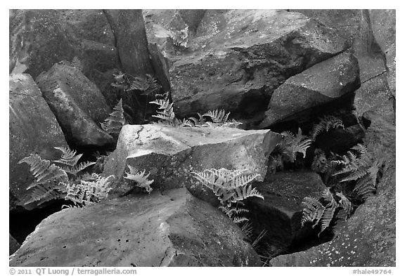 Braken fern (Kilau) and rocks. Haleakala National Park (black and white)