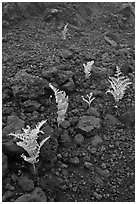 Braken ferns (Pteridium decompositum). Haleakala National Park, Hawaii, USA. (black and white)