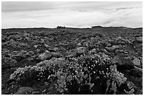 Ohelo berry plants and sea of clouds. Haleakala National Park, Hawaii, USA. (black and white)